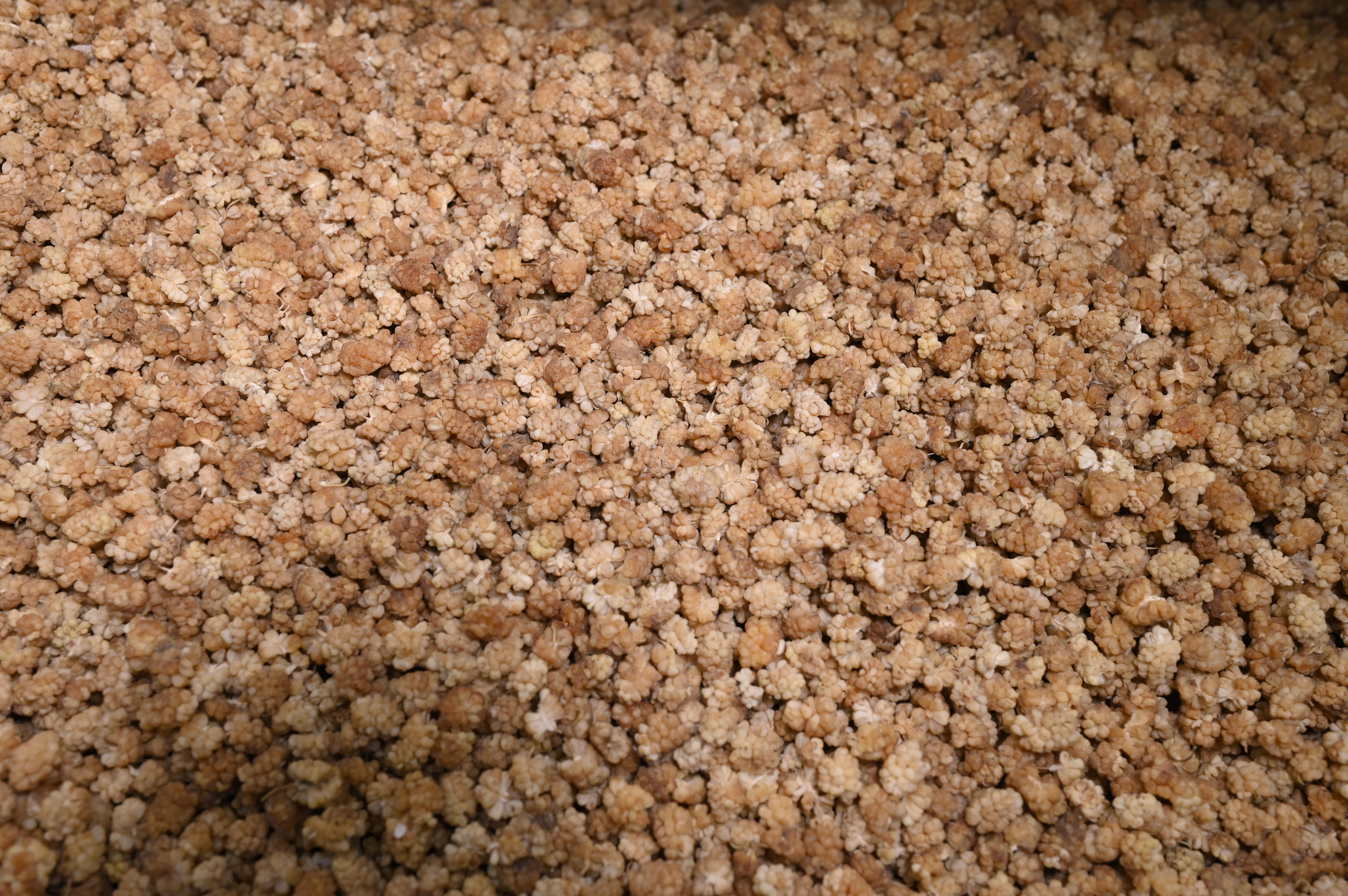 Dried Mulberry